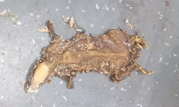 卫生检查员在厨房发现油炸老鼠后,烤肉店关闭